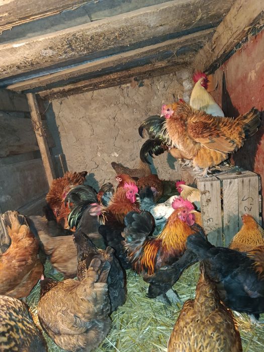 Курочки бентамочки инкубационное яйцо