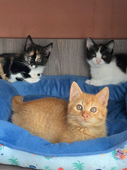 Кошенята шукають дім