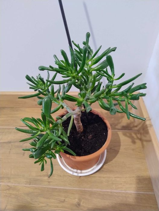 Grubosz "Uszy Shreka" (Crassula ovata 'Hobbit') – gęsty, zdrowy sukulent 24 cm