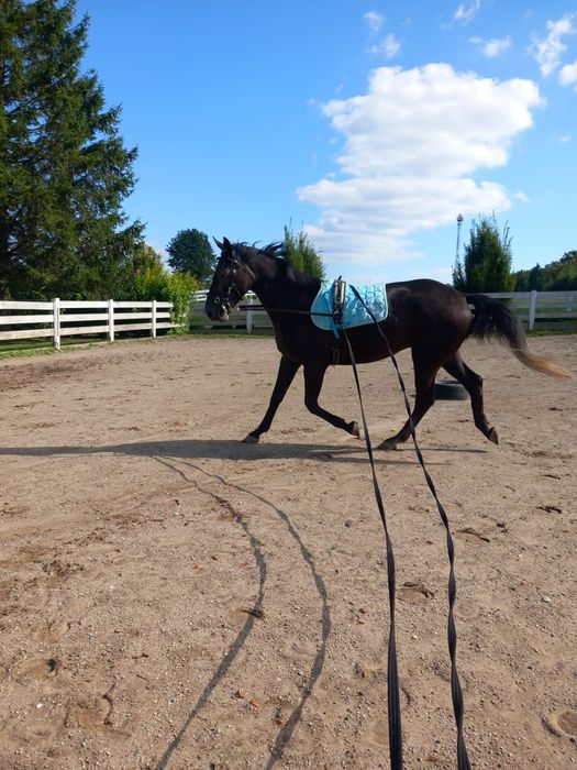 4 letni trakeński wałach wstępnie zajeżdżony BARDZO SPOKOJNY