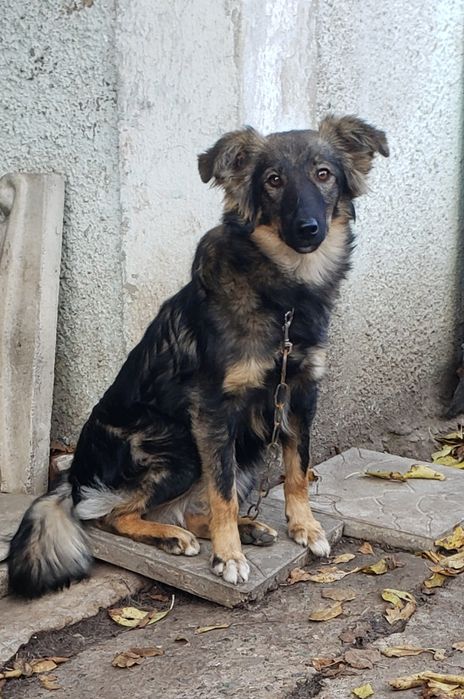 Щенок Куська в хорошие ручки