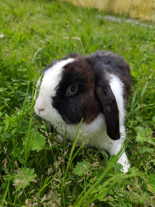 Królik mini lop. Samica.