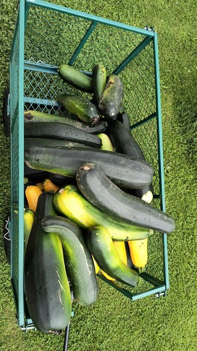 Ekologiczna cukinia