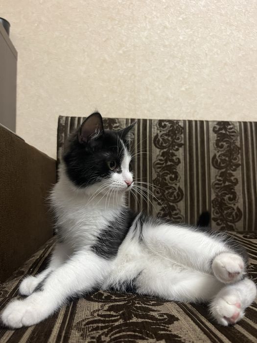 Віддам кошеня у добрі руки