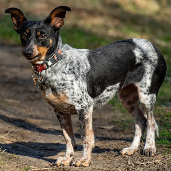 Łaciata Ima do adopcji
