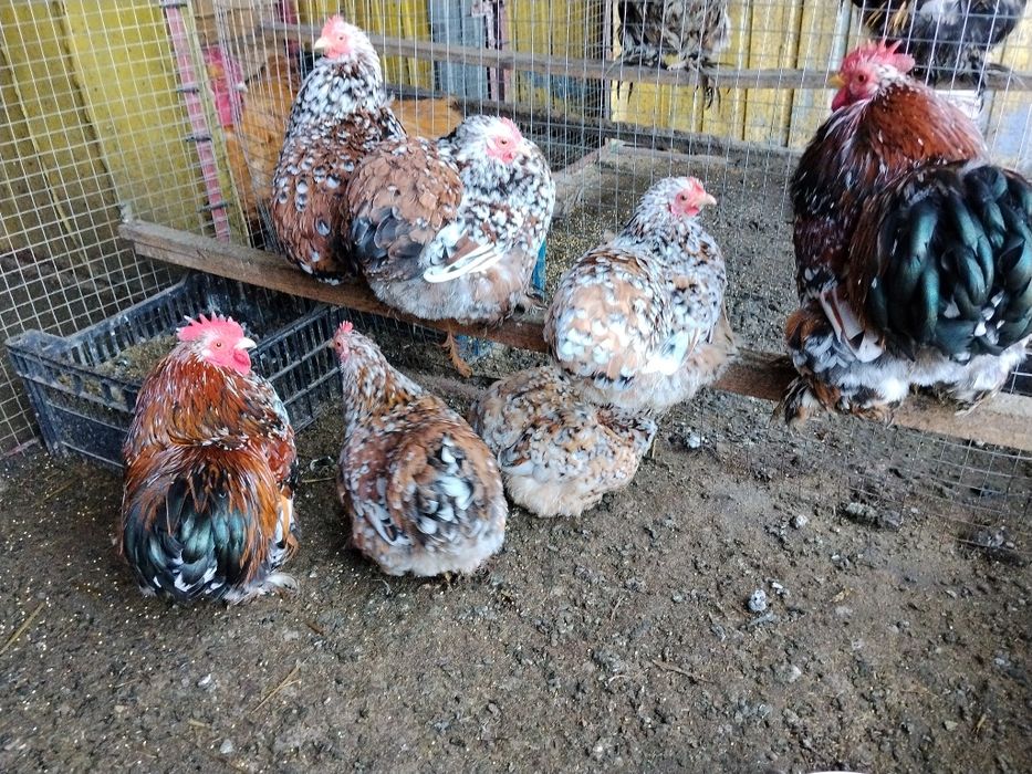 Декоративні кури