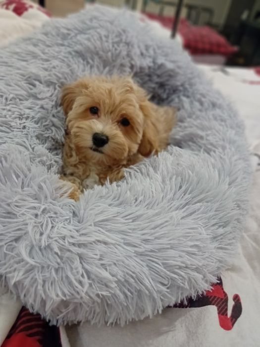 Maltipoo, maltańczyk, pudelek toy ,piesek rezerwacja k