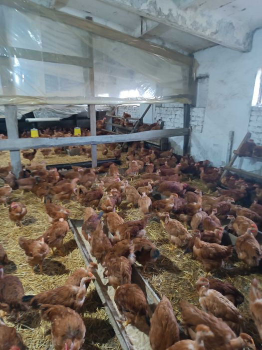 Молоді півники Голошейки