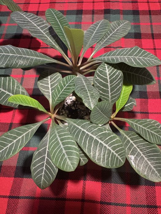 Wilczomlecz białounerwiony sadzonki