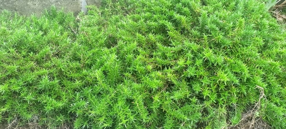 Floksy dywan różowe