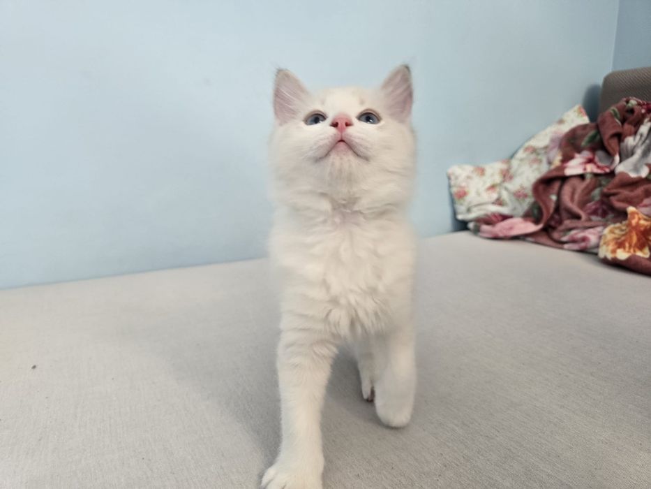 Kinder Ragdoll Bicolor, rodowód