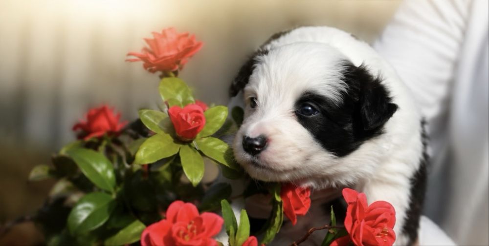 Border collie preto e branco