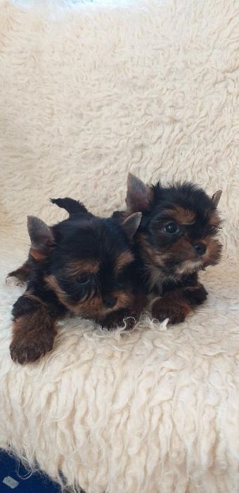 Piękny mini piesek yoreczek