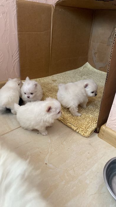 померанські шпіци готові до переїзду в нову люблячу сімʼю!