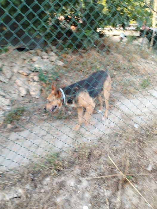 Cão de guarda para adoção. Habituado de viver lá fora