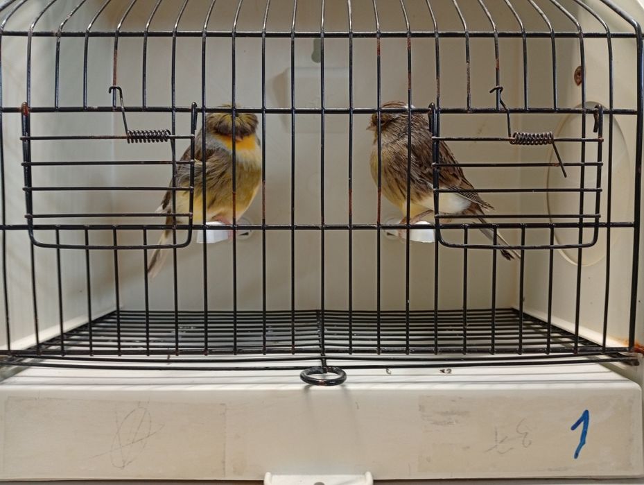 Canários gloster 2025