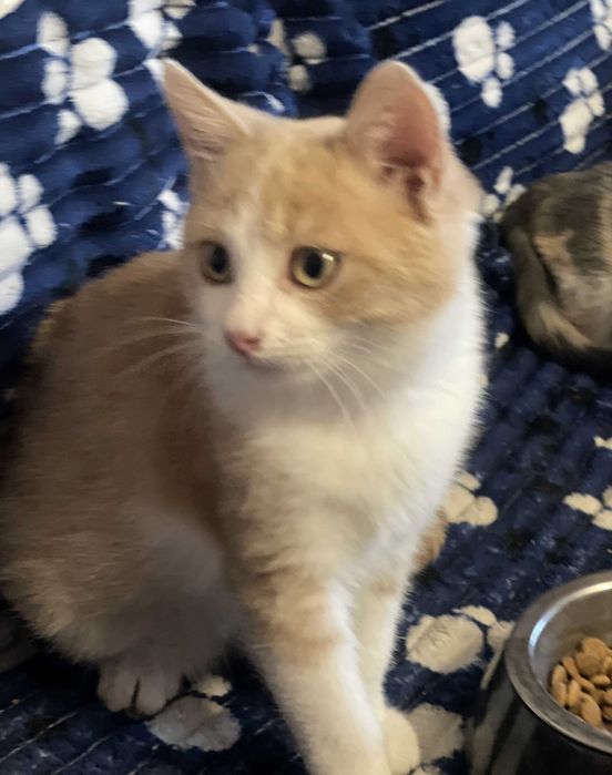 Ласкавий котик, 5 міс.