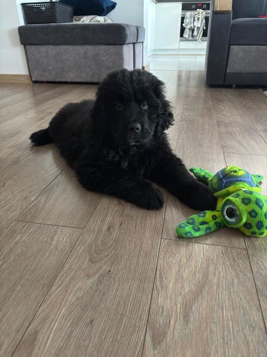 Golden Mountain Dog Piesek 9Tygodni !Golden Retriever +Berneński Pies