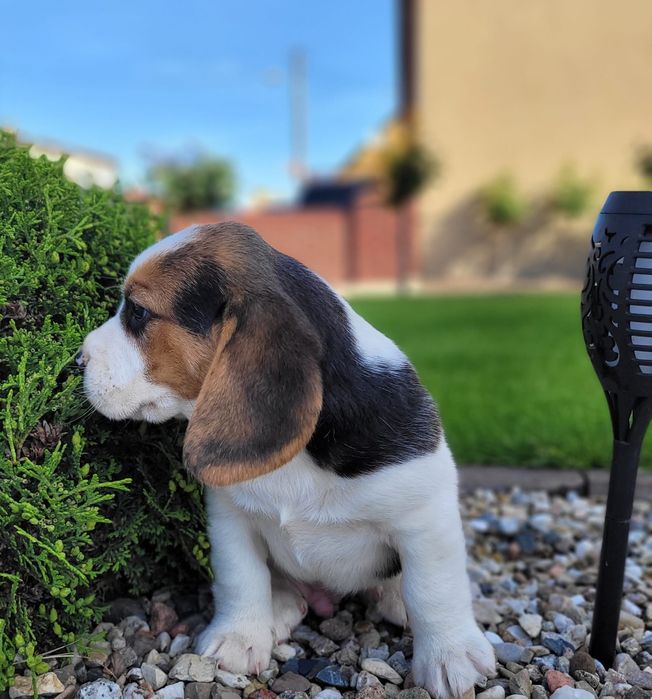 Beagle piękny suczka