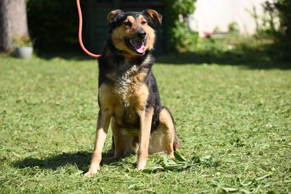 Agrest - łagodny pies do adopcji