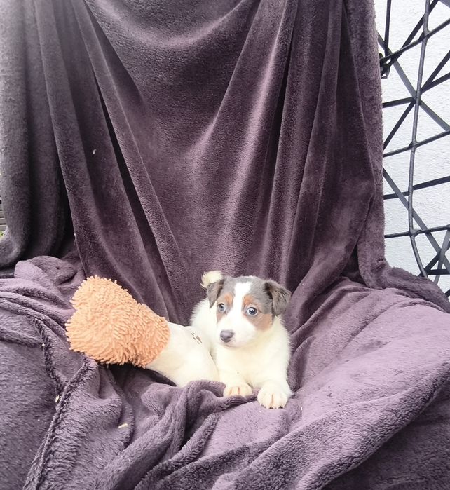 Śliczne Jack Russell-suczka