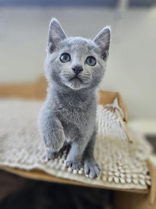 Kotek Rosyjski Niebieski WCF