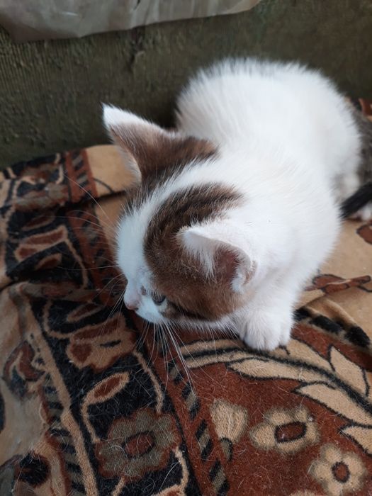 Отдам в самые добрые и заботливые ручки котёнка.