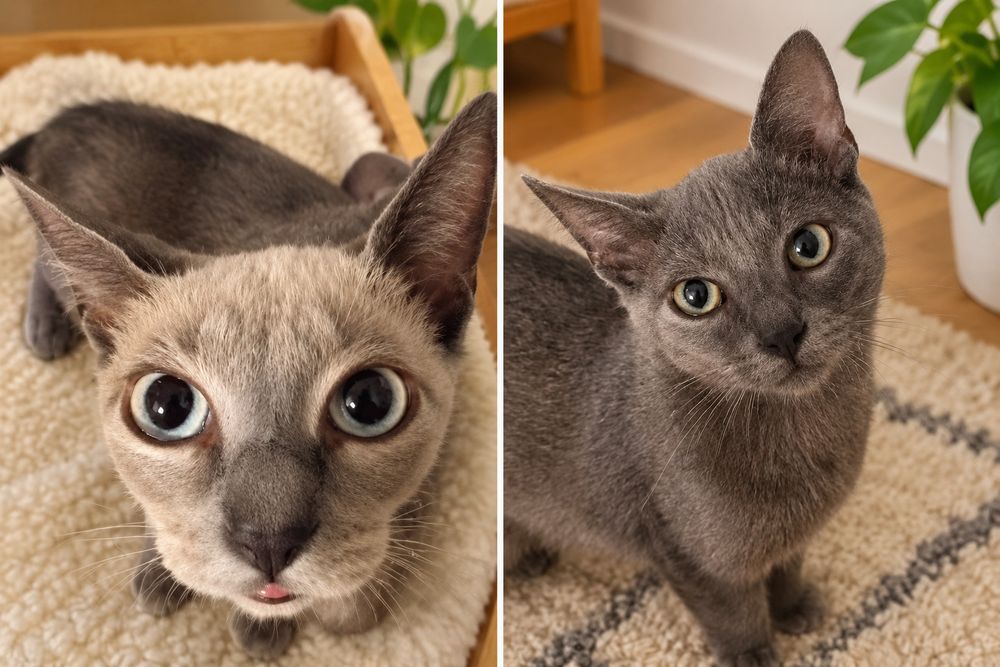 Gatinhos para adoção responsável