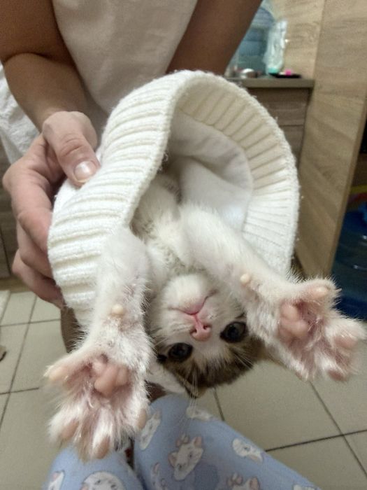 Кошеня  шукає сімʼю