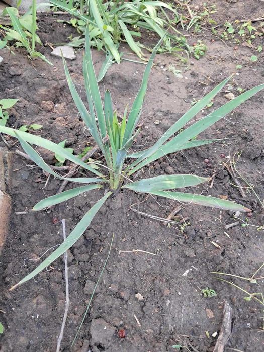 Барвінок, злакові, вівсяниця, традесканція, сакура