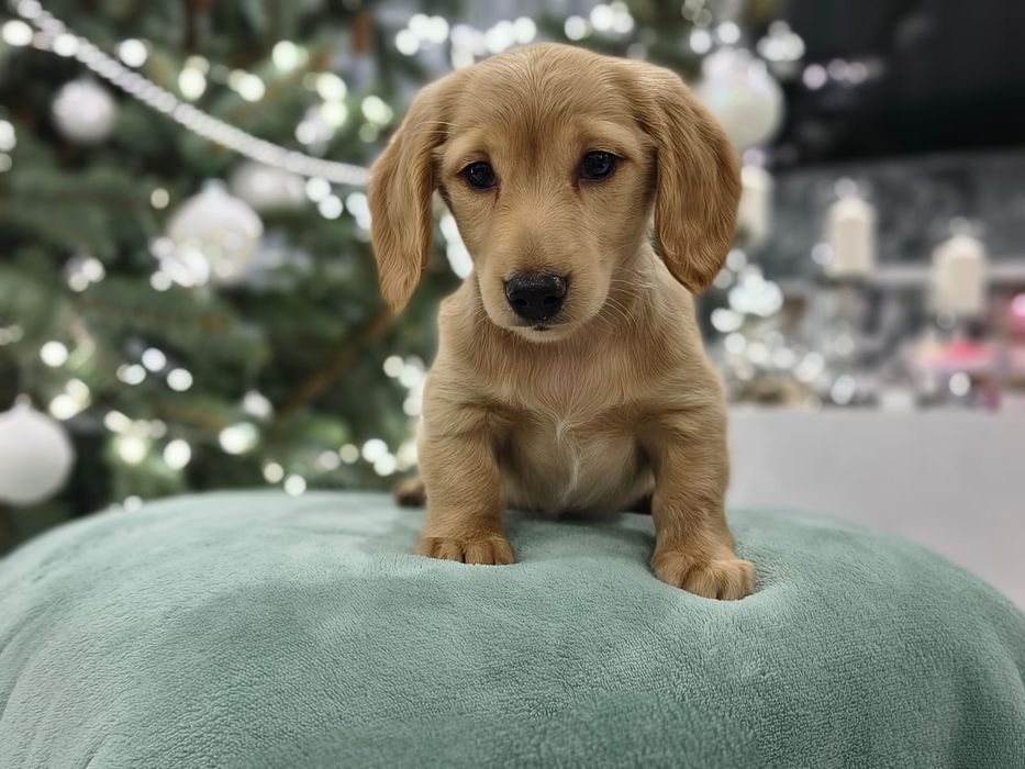 Jamnik miniaturowy długowłosy Kremowy