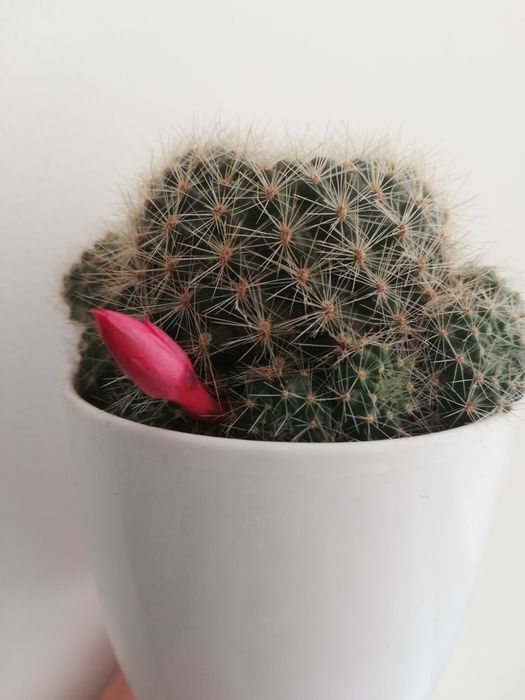 кактус ребуція (червона)