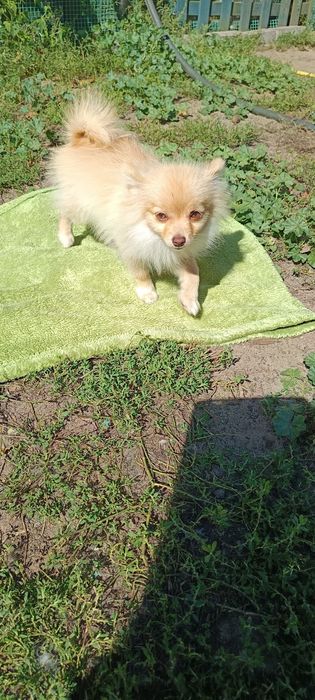 Pomeranian, szpic miniaturowy.