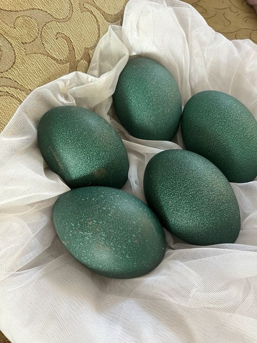 Яйца страуса Эмо