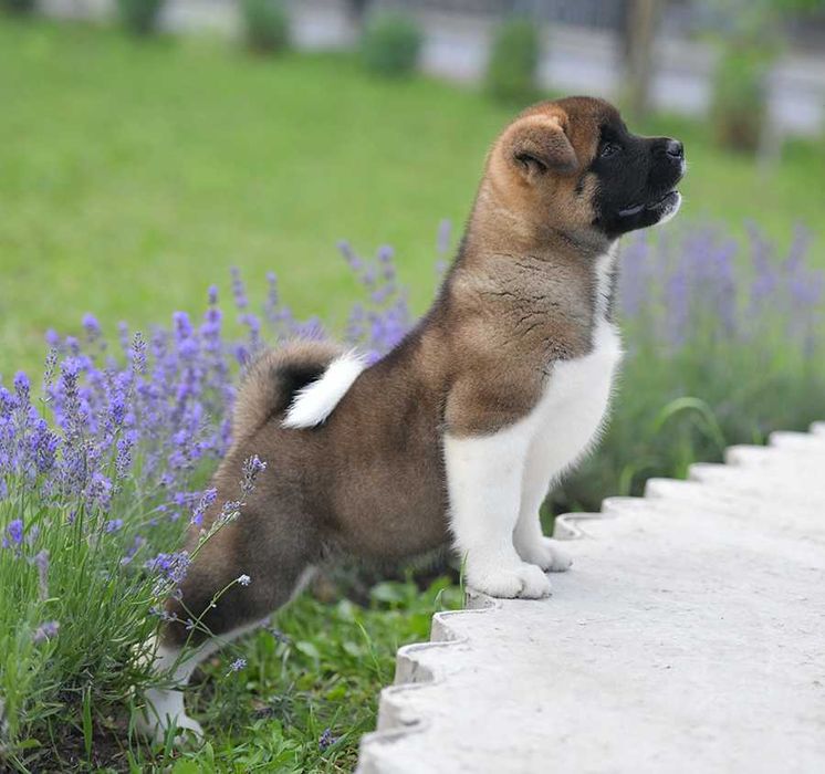 Американская акита, мальчик