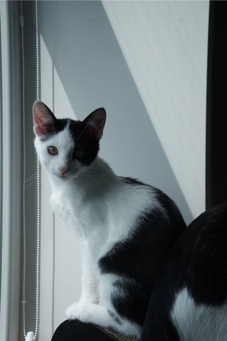 Котика в хороші руки