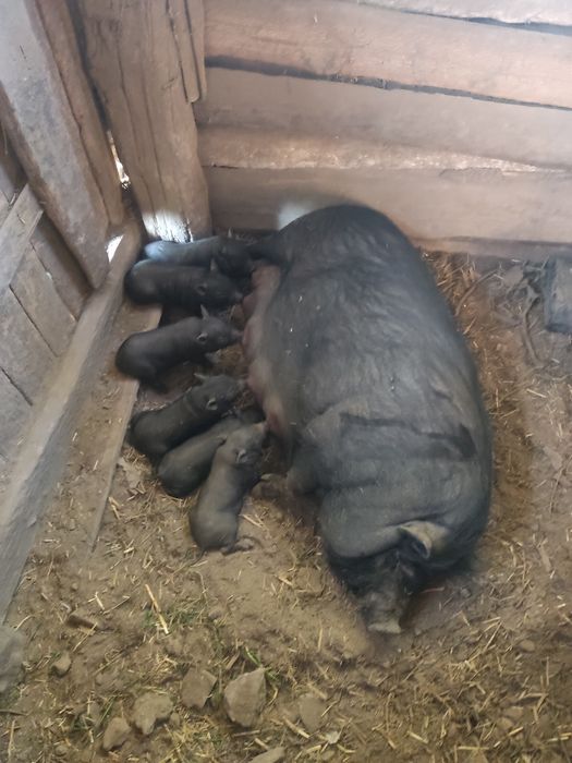 В'єтнамські поросятка(сікачі))