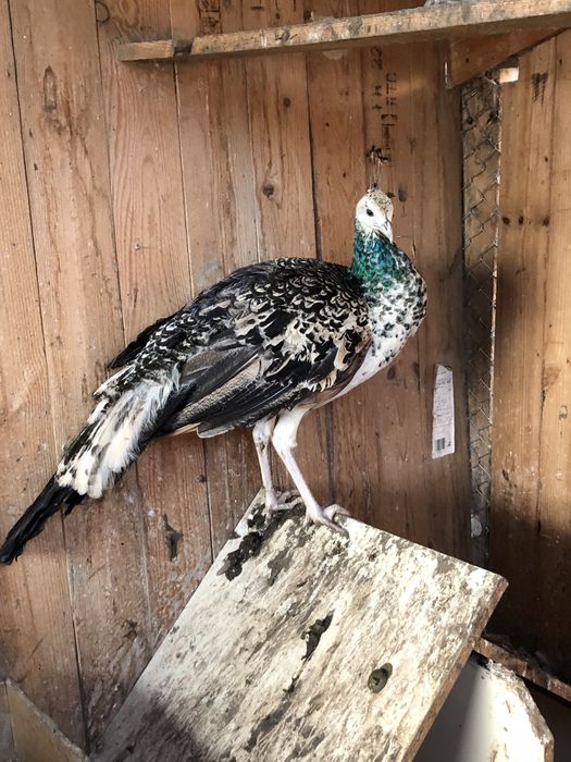 Переїде гарна птиця!!!