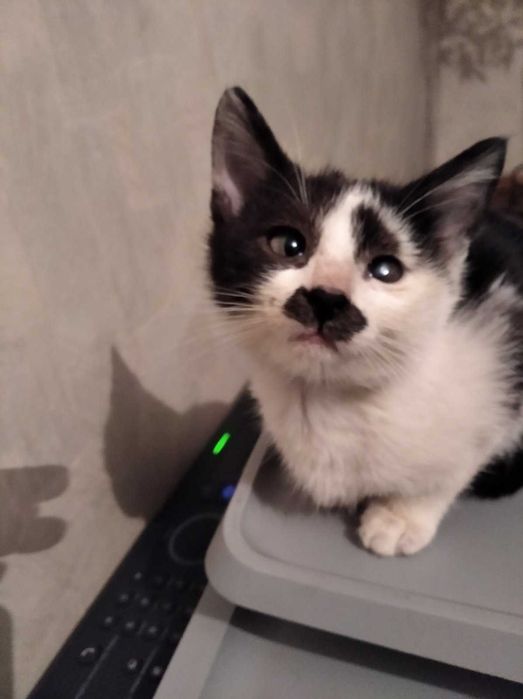 Кошечка в хорошие руки бесплатно