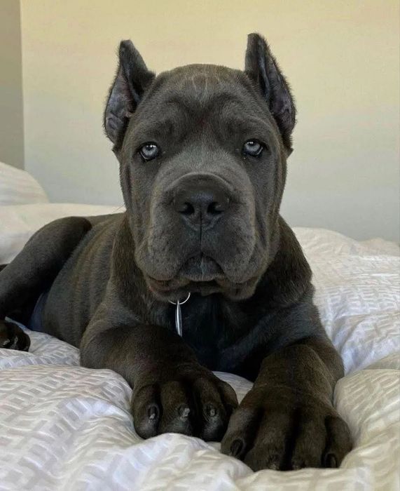 Cane Corso Italiano FCI !!! Piękne szczeniaki po utytułowanych rodzicach !!!