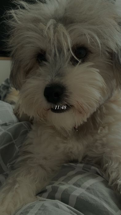 Oddam pieska w dobre rece