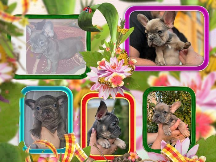 Французські бульдожки різні окраси гарні малята.