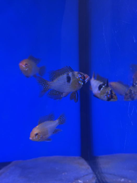 Ramirezis german e ramirezis gold