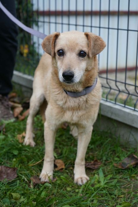 Piekny piesio do adopcji
