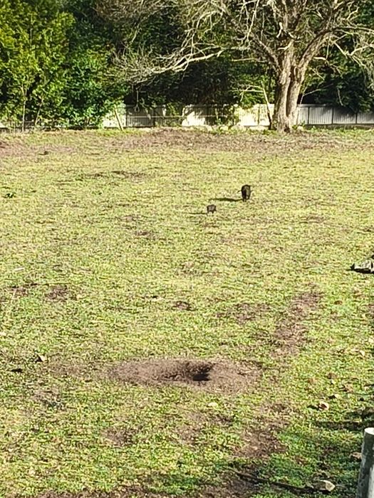 Porco vietnamita macho