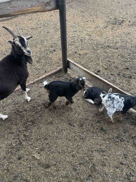 Камерунский козы карлики гномы