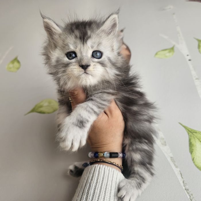 Kocurek  Maine coon rodowód fpl FIFe