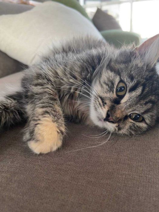 Кися в поиске любящей семьи!