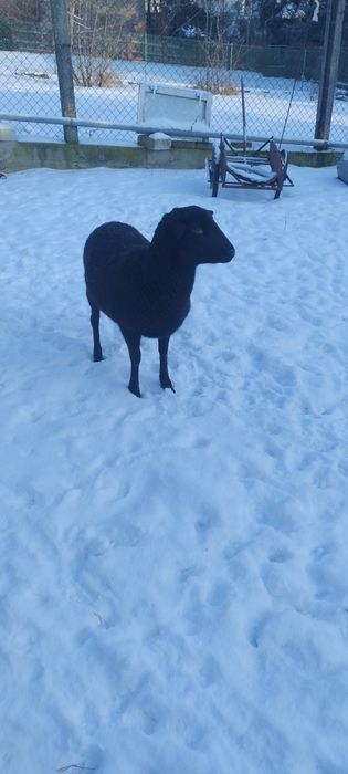 Sprzedam  ładną Owce