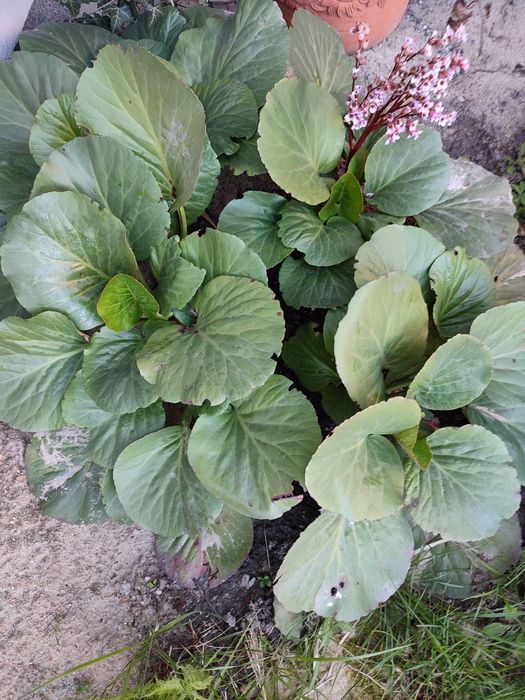 Bergenia bylina sadzonka